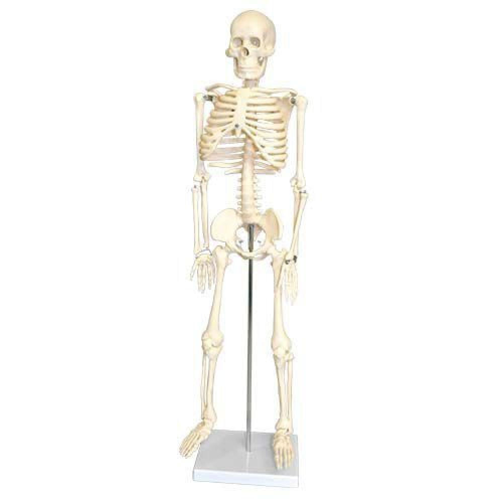 Esqueleto 85 Cm+torso Bissexual C/abertura Nas Costas 45 Cm