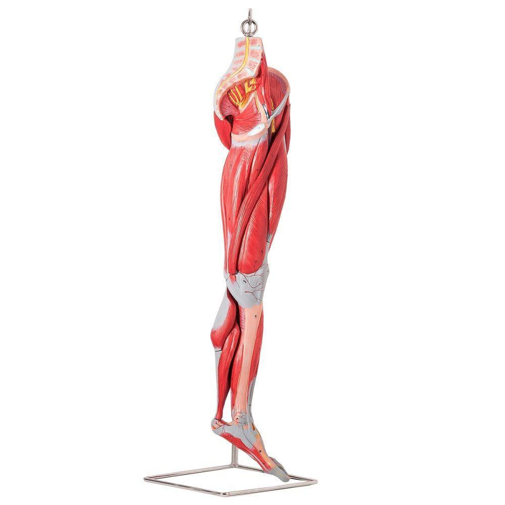 Perna Músculos Principais Vasos E Nervos 10 Pts, Esqueleto