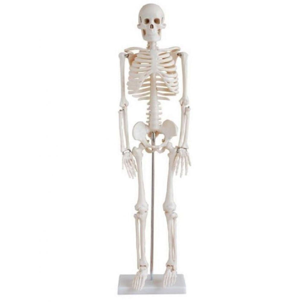 Esqueleto Humano Clássico De 85 Cm Com Suporte