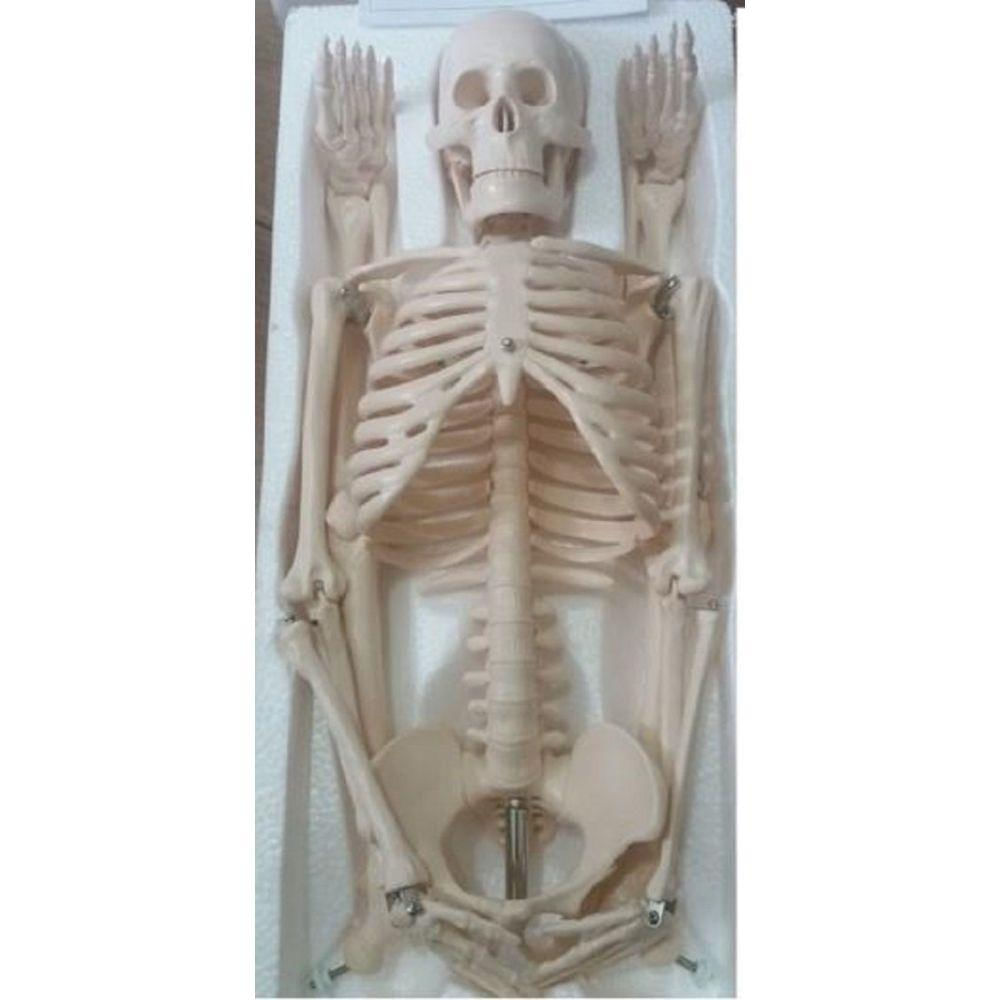 Esqueleto Humano Clássico De 85 Cm Com Suporte