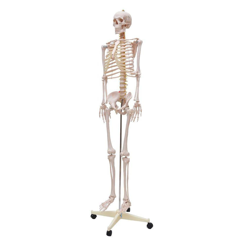 Esqueleto Humano Padrão De 1,70 Suporte Haste E Rodas