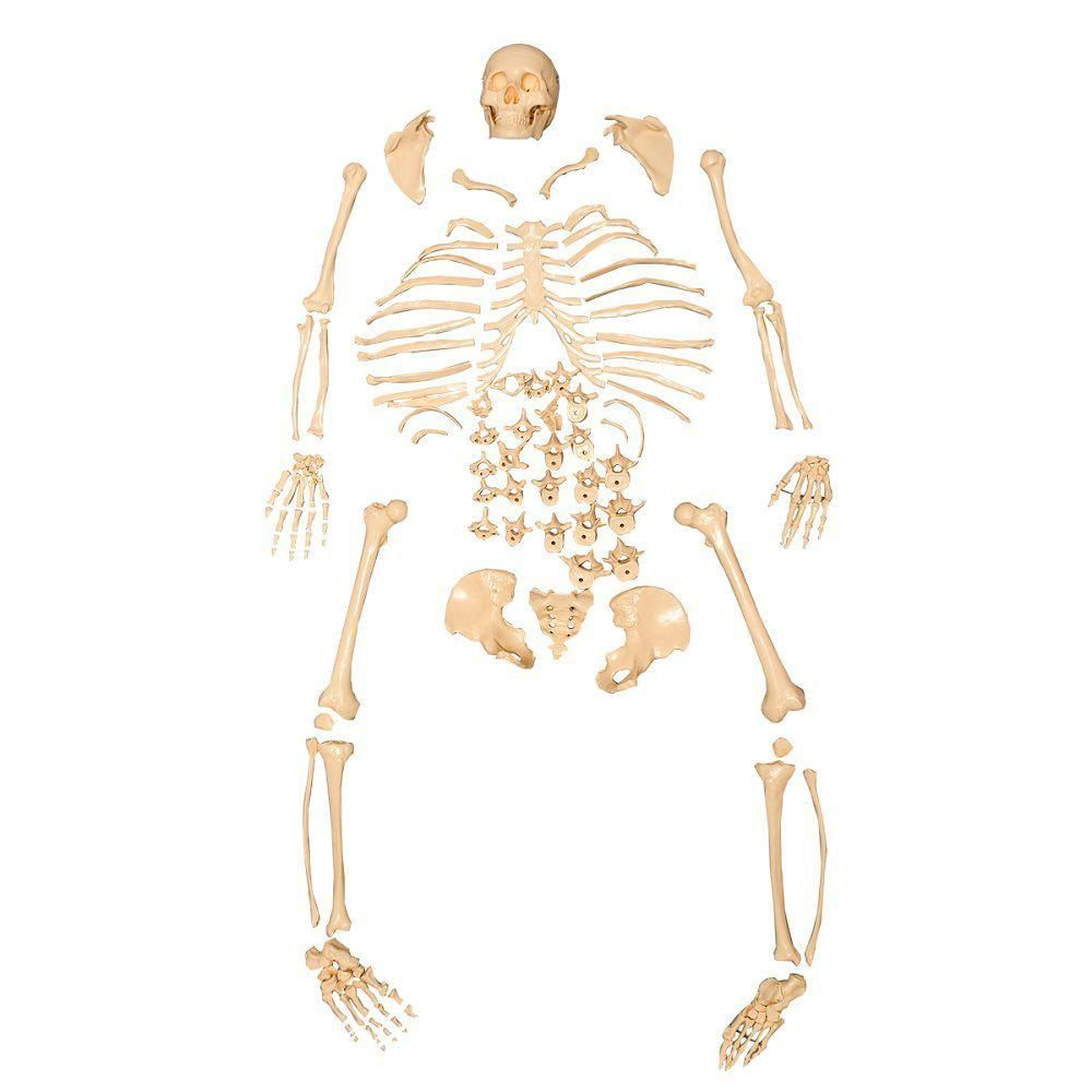 Esqueleto Humano Padrão Desarticulado