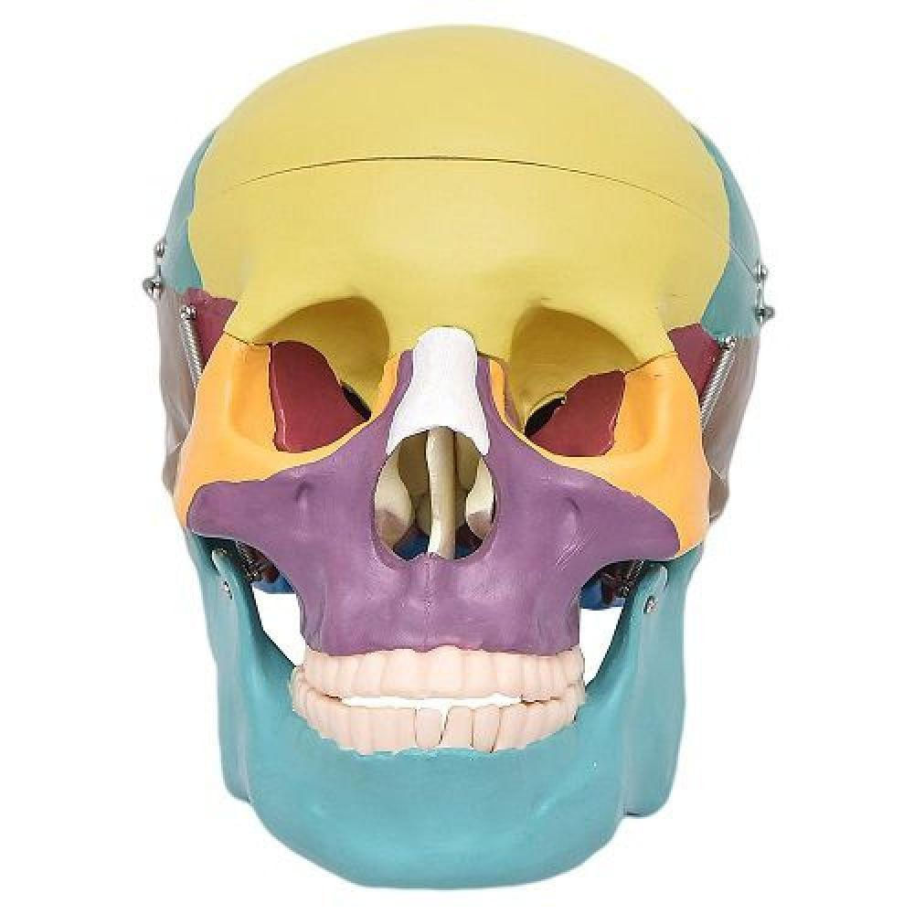 Crânio Humano Colorido em 3 Partes Modelo Anatomia