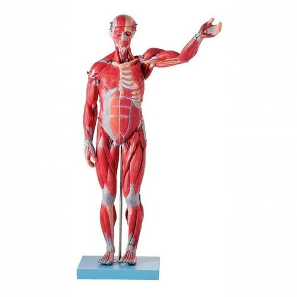 Manequim Muscular Assexuado Órgãos 27 Peças Anatomic